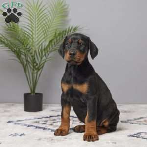 Bella, Doberman Pinscher Puppy